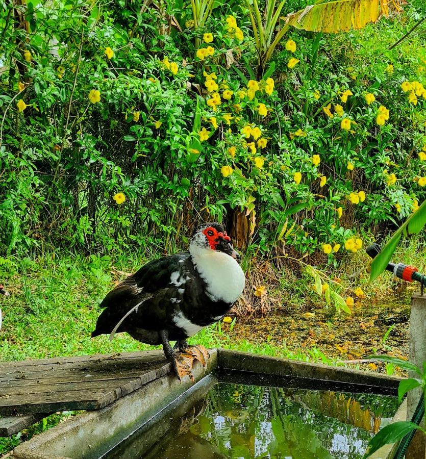 Pousada Areias Do Embau กวาร์ดาโดเอมบาอู ภายนอก รูปภาพ